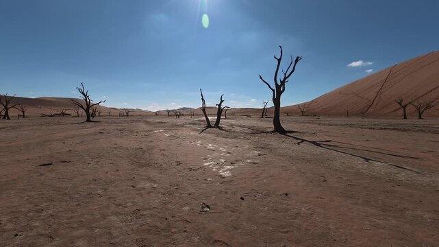 Dry trees in desert crater area at Deadvlei in Sossusvlei territory - Namibian world famous desert - African nature wonder with unique wild landscape in Namibia near South Africa