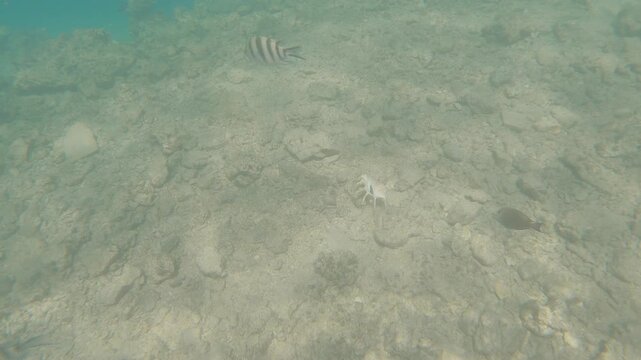 Small fish swims past a seashell on the rocky sea floor