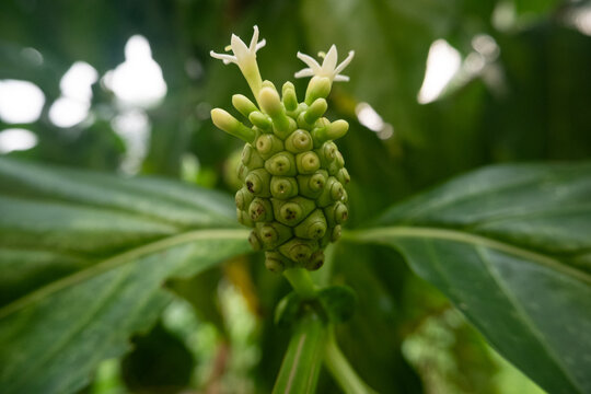 The small green noni fruit or Morinda citrifolia has tiny white flowers growing from its top on a green tree stem