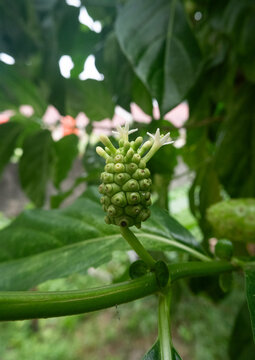 A small green noni fruit or Morinda citrifolia with small white flowers sprouting from its top on a green tree stem