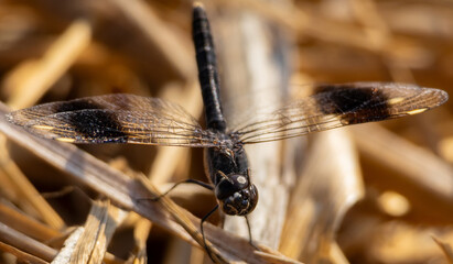 Black Dragonfly with Detailed Transparent Wings. Close-up of a black dragonfly resting on dry vegetation, showing detailed transparent wings and natural body texture. © Veaceslav
