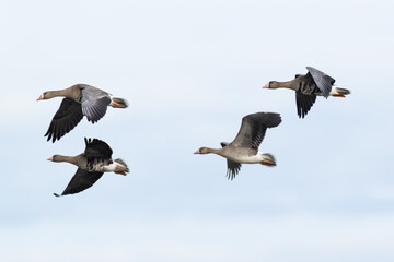 three adult and one first year greater white-fronted goose (anser albifrons) in flight during autumn migration, found at Fehmarn at the Baltic Sea © Mathias Putze