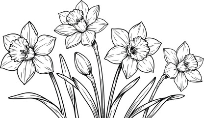 Obraz premium Vintage Hand Drawn Daffodil Flower Border Sketch Featuring Narcissus Blossoms Buds and Long Leaves Vector Illustration for Spring Greeting Card Designs