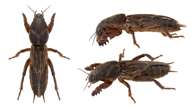 Mole Cricket Insect