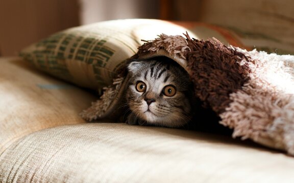 Cats are mammals that are known to be cute, agile, and independent.