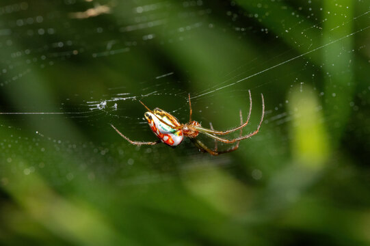 A beautiful African Masked Silver Vlei Spider (Leucauge festiva) suspended in its web in Durban, KwaZulu-Natal, South Africa
