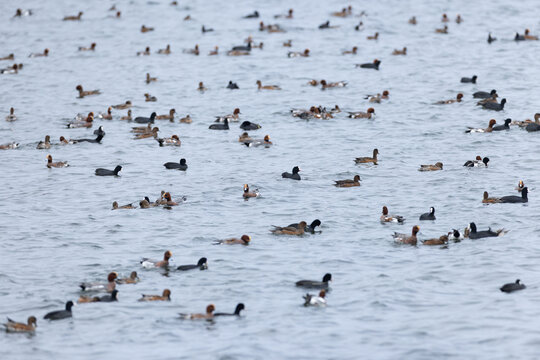eurasian widgeon (anas penelope) feeding together with  eurasian coot (fulica atra) during autumn migration, found at Fehmarn at the Baltic Sea in Germany