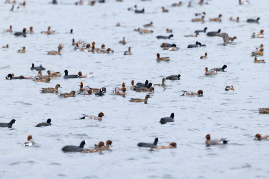 eurasian widgeon (anas penelope) feeding together with  eurasian coot (fulica atra) during autumn migration, found at Fehmarn at the Baltic Sea in Germany