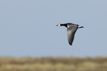 adult barnacle goose (branta leucopsis) in flight during autumn migration, found at Fehmarn at the Baltic Sea in Germany © Mathias Putze
