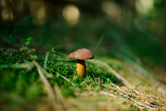 Close-up of a small edible bay bolete (Imleria badia) mushroom growing in vibrant green moss on a forest floor during autumn