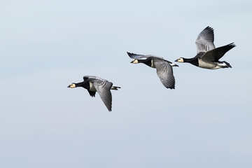 flock of barnacle goose (branta leucopsis) in flight during autumn migration, found at Fehmarn at the Baltic Sea in Germany © Mathias Putze