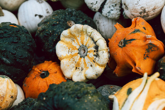 Textured heirloom squash and ornamental gourds, including bumpy Marina di Chioggia and striped turban squash, arranged for organic fall decor, natural Halloween styling, rustic seasonal living