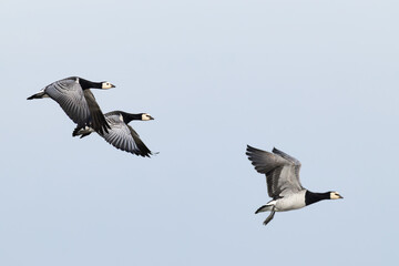 flock of barnacle goose (branta leucopsis) in flight during autumn migration, found at Fehmarn at the Baltic Sea in Germany © Mathias Putze