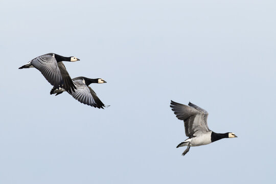 flock of barnacle goose (branta leucopsis) in flight during autumn migration, found at Fehmarn at the Baltic Sea in Germany