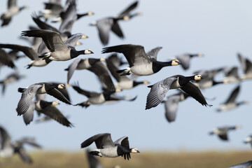 flock of barnacle goose (branta leucopsis) in flight during autumn migration, found at Fehmarn at the Baltic Sea in Germany © Mathias Putze