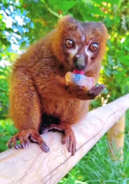 Charming slow loris with soulful eyes.