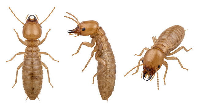 Termite Insect