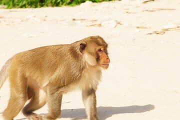 Monkey on the beach of Monkey Island in Ha Long Bay. © lizavetta