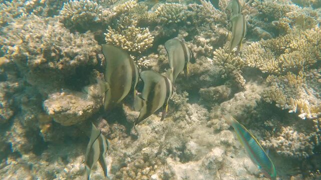 School of batfish swimming over a colorful coral reef underwater