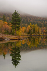 Serene autumn landscape of Khibiny mountains with golden taiga forest perfectly reflected in calm water of lake under dense fog © sablinstanislav