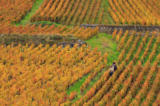 Travaux de la vignes &agrave; cheval en Bourgogne