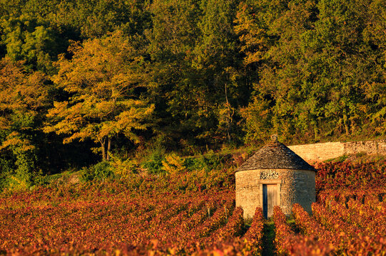 Cabotte dans les vignes de Bourgogne
