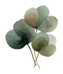 Obraz premium PNG Elegant watercolor eucalyptus leaves illustration