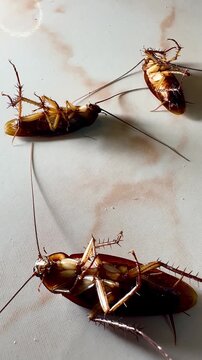 Several cockroaches lie overturned on the ground while another cockroach approaches and investigates, capturing natural insect behavior, pest infestation, movement, and interaction in a close-up view.