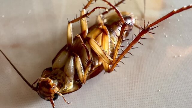Several cockroaches lie overturned on the ground while another cockroach approaches and investigates, capturing natural insect behavior, pest infestation, movement, and interaction in a close-up view.