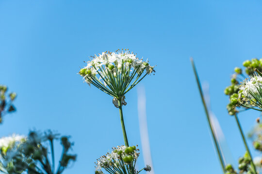 Several white umbel flowers growing upward against a clean blue sky background.