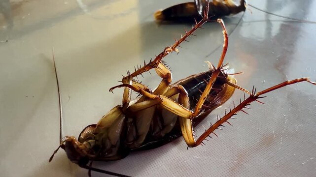 Several cockroaches lie overturned on the ground while another cockroach approaches and investigates, capturing natural insect behavior, pest infestation, movement, and interaction in a close-up view.