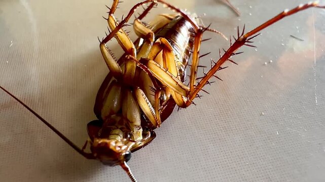 Several cockroaches lie overturned on the ground while another cockroach approaches and investigates, capturing natural insect behavior, pest infestation, movement, and interaction in a close-up view.