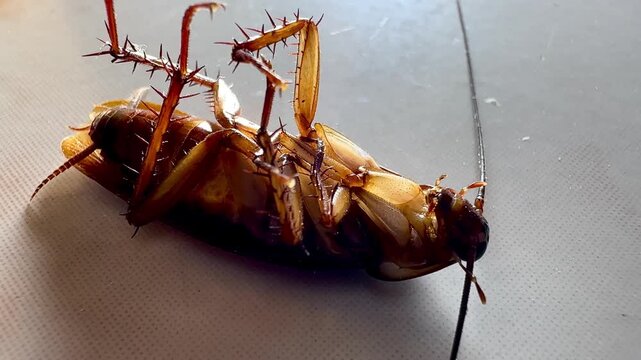 Several cockroaches lie overturned on the ground while another cockroach approaches and investigates, capturing natural insect behavior, pest infestation, movement, and interaction in a close-up view.