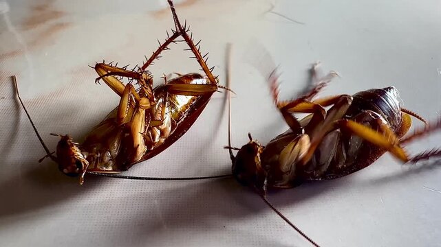 Several cockroaches lie overturned on the ground while another cockroach approaches and investigates, capturing natural insect behavior, pest infestation, movement, and interaction in a close-up view.