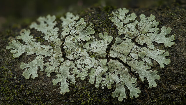 Lichen Mapping Across Damp Bark and Stone