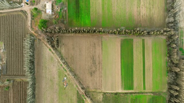 Top-down aerial view of fruit orchards and farmland in the Rio Negro valley, Patagonia, Argentina.