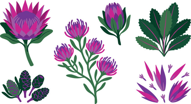 Exotic king protea flower collection featuring blooming blossoms pincushion heads buds petals and tropical foliage vector set