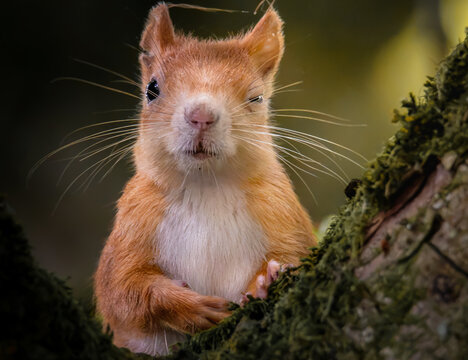 Zwinkerndes Eichh&ouml;rnchen im Baum