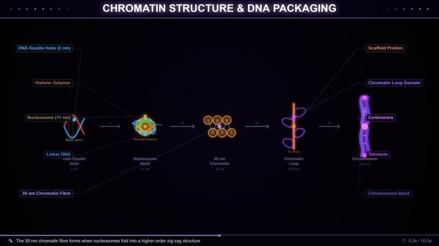 Chromatin Nucleosome Architecture and DNA Histone Wrapping Spool
