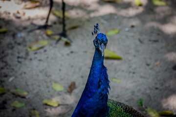 Fototapeta premium Blue peacock with vivid blue plumage standing head down on sandy ground with scattered leaves in Taipei, Taiwan