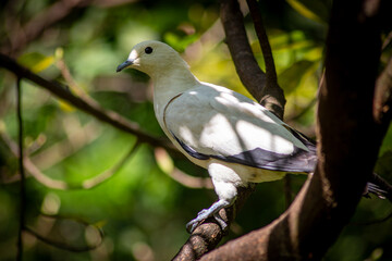 Obraz premium Pied imperial pigeon perched on a tree branch in tropical forest in Taipei, Taiwan