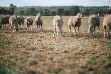 Fototapeta premium Sheep grazing behind a wire fence in a Bavarian pasture, Germany, traditional livestock farming, regenerative grazing, rural landscape, animal welfare and sustainable countryside lifestyle