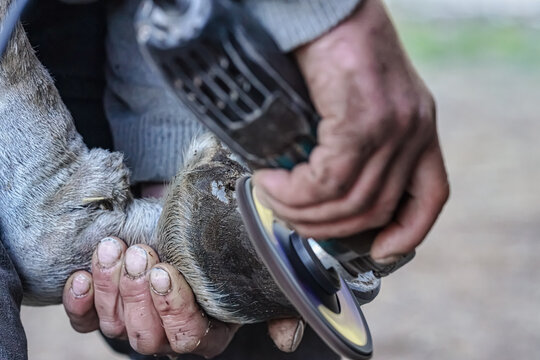 Farrier cleaning and brushing horse hoof with rotary grinder, closeup detail