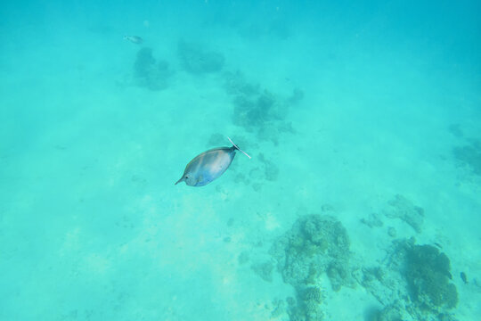 Snokreling in Maldives near Dhiffushi atoll, small spotted unicornfish swimming above rocks and sandy bottom