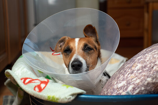 Jack Russell terrier dog with plastic protective collar over her head to prevent biting stitches after surgery