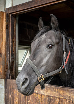 Dark grey Arabian horse in his wooden stable box - detail on head only