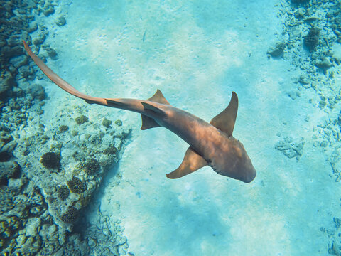 Nurse shark swimming near sea bottom - shark snorkeling experience at Dhiffushi, Maldives