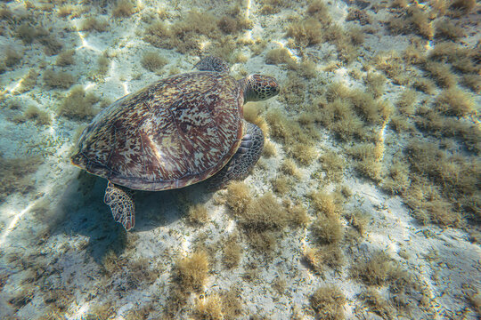 Green sea turtle grazing on sandy bottom with seagrass. These are quite common to be seen in Marsa Alam