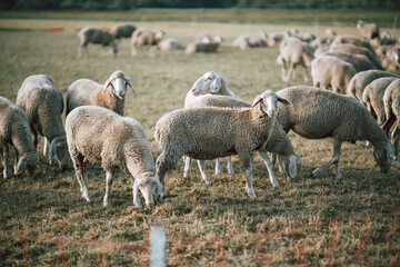 Obraz premium Sheep grazing behind a wire fence in a Bavarian pasture, Germany, traditional livestock farming, regenerative grazing, rural landscape, animal welfare and sustainable countryside lifestyle