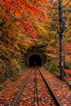 Autumn foliage surrounding a cable car railway track leading into a tunnel in Japan.鮮やかな紅葉に囲まれた線路とトンネルの風景